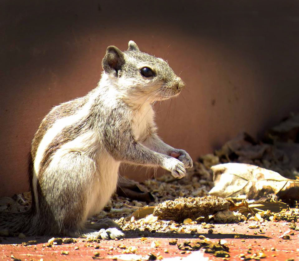 ಅಳಿಲು, squirrel