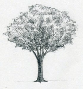 ನೇರಳೆ ಮರ