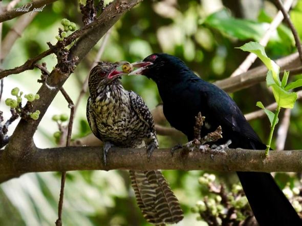 ಕೋಗಿಲೆ, Koel
