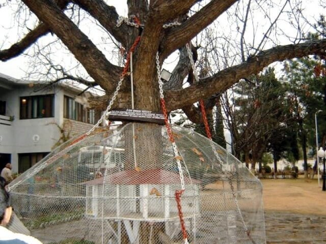 ಆಲದ ಮರ, Banyan Tree