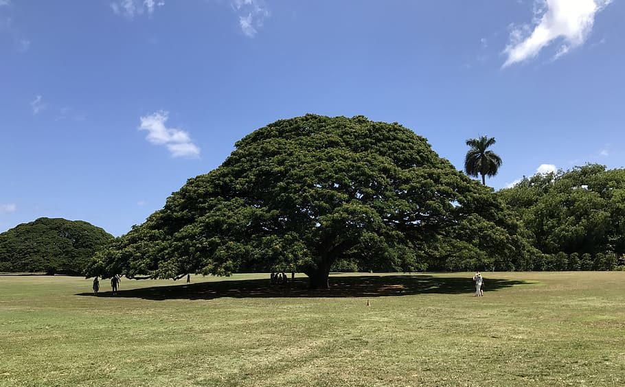 Tree ಮರ
