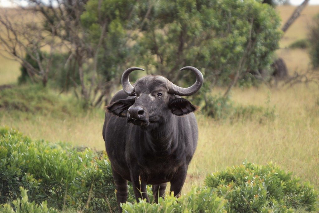 Buffalo, ಎಮ್ಮೆ