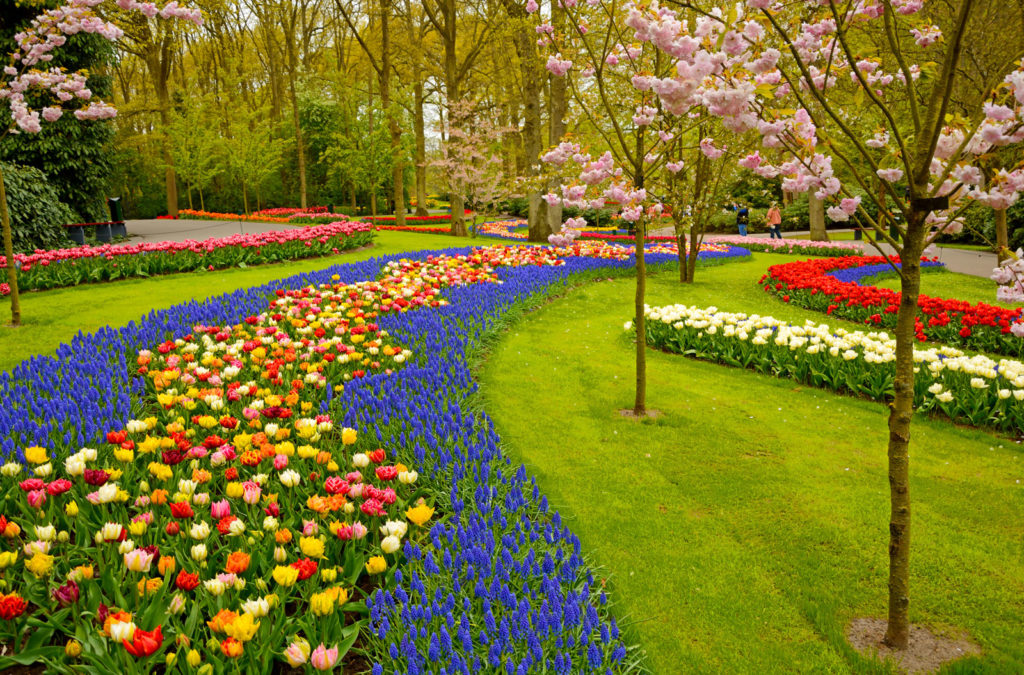 ತೋಟ, garden